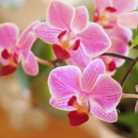 orchids-1910028_960_720 2