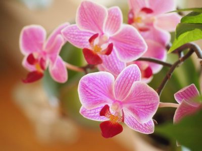 orchids-1910028_960_720 2