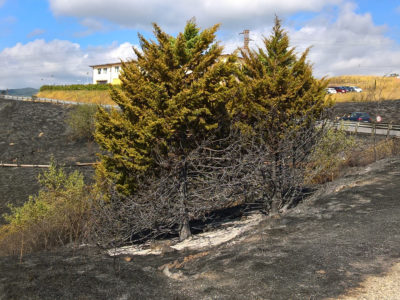 incendio piancastagnaio nca