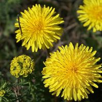 taraxacum-officinale