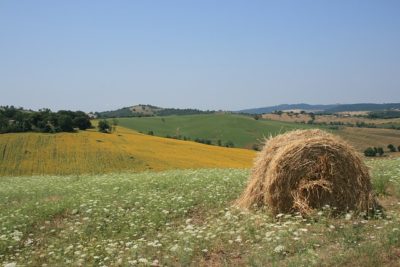 maremma