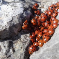 coccinelle