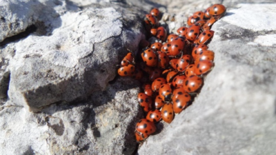 coccinelle