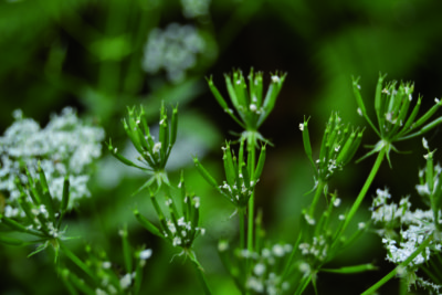 foto dal libro di A. De Bellis “Erbe e Fiori di Montagna”