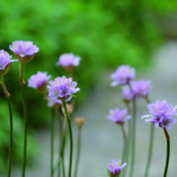 foto dal libro di A. De Bellis “Erbe e Fiori di Montagna”