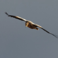 rapace
