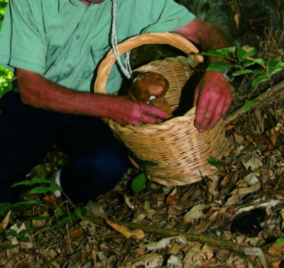 funghi cercatore01 copia