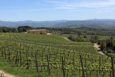 Tenuta L'Impostino Vigneti Vista Spettacolare