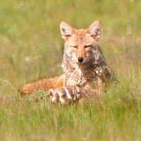 Coyote_&_badger_Valles_Caldera