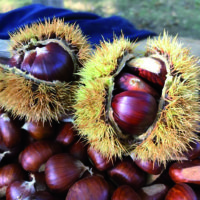 Tancredi-castagne