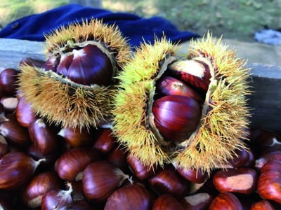 Tancredi-castagne