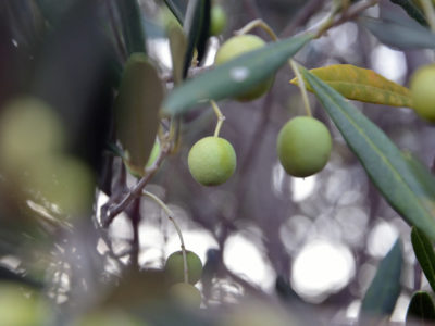 olio seggiano