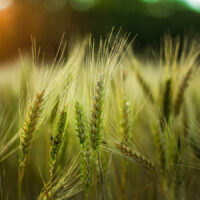 agricoltura grano