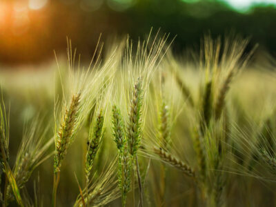 agricoltura grano