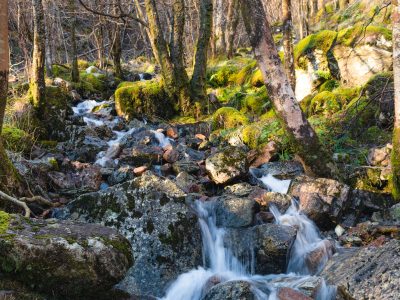 torrente sorgente