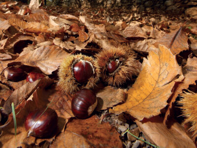 castagna oinos 03