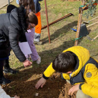 alberi scuola castiglione