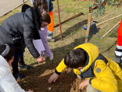 alberi scuola castiglione